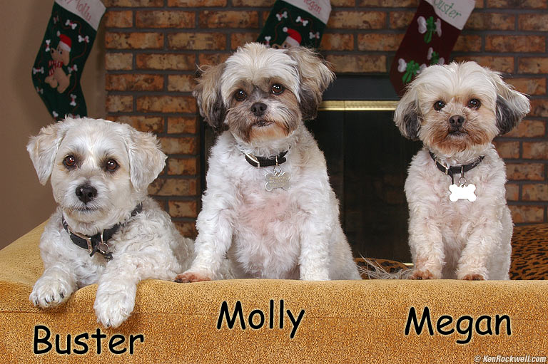 Megan, Molly and Buster