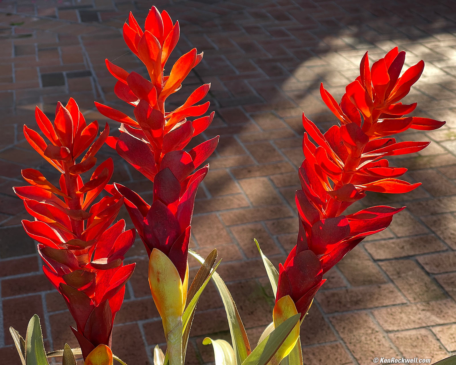 iPhone 12 Pro Max Sample Image File