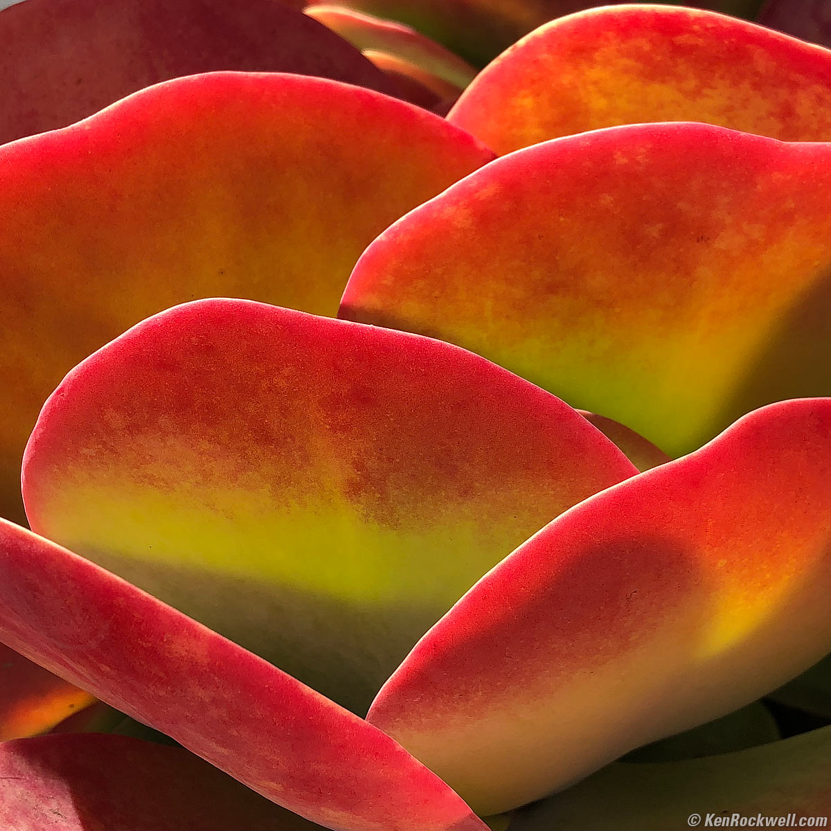 iPhone X camera sample image