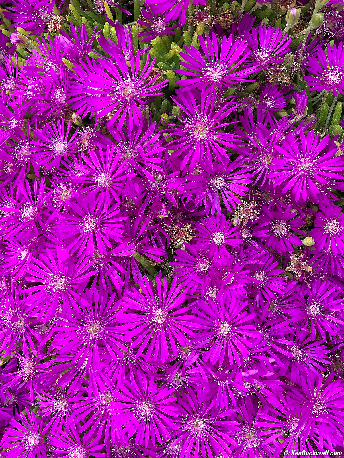 Apple iPhone Xs Max sample image