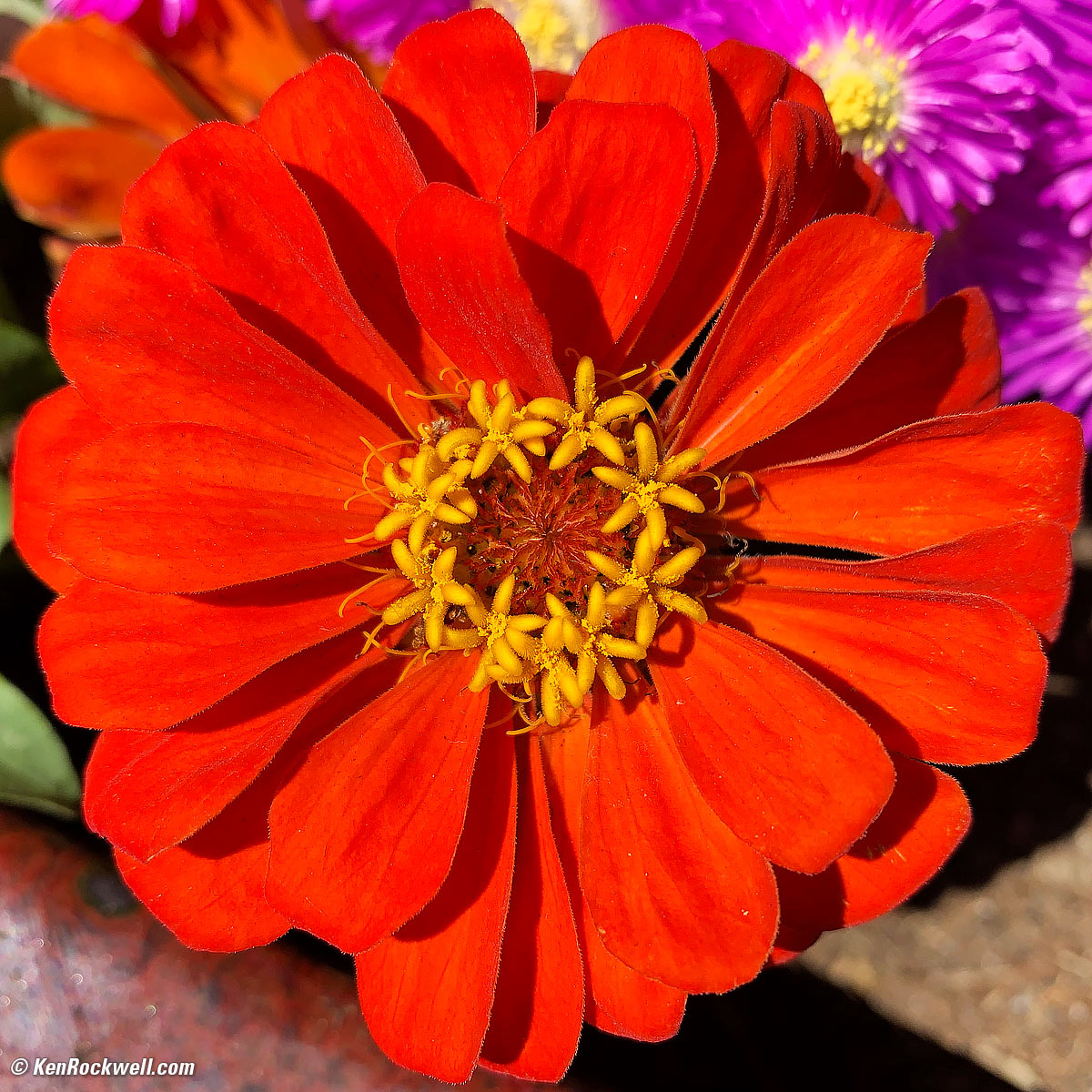 iPhone Xs Max camera sample image