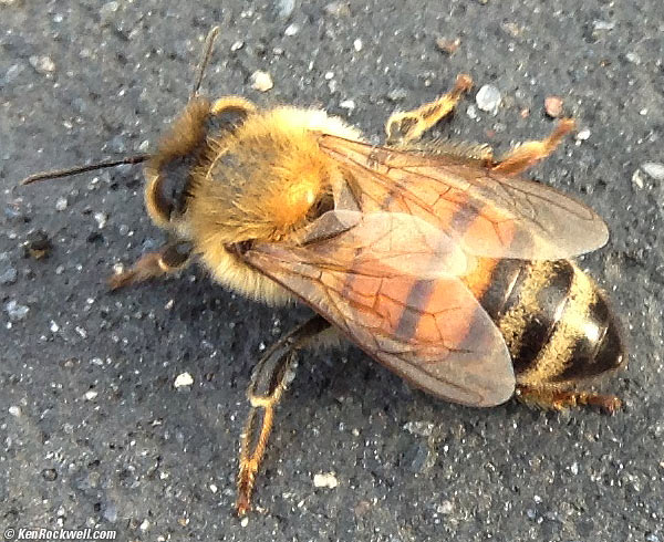 Bee, Legoland SeaLife parking lot, 04 Dec 2012