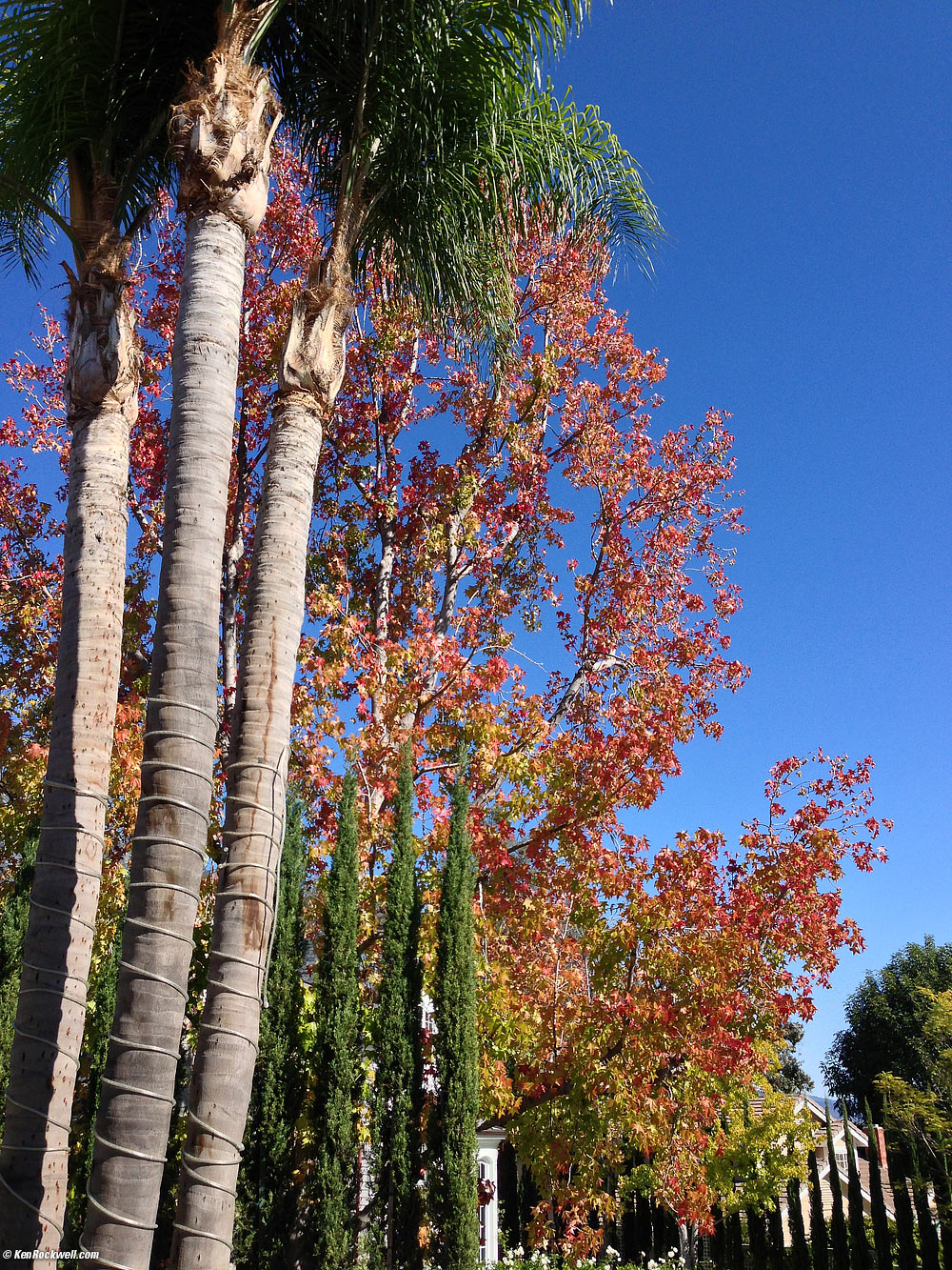 Noni Tree 11 Nov 2012