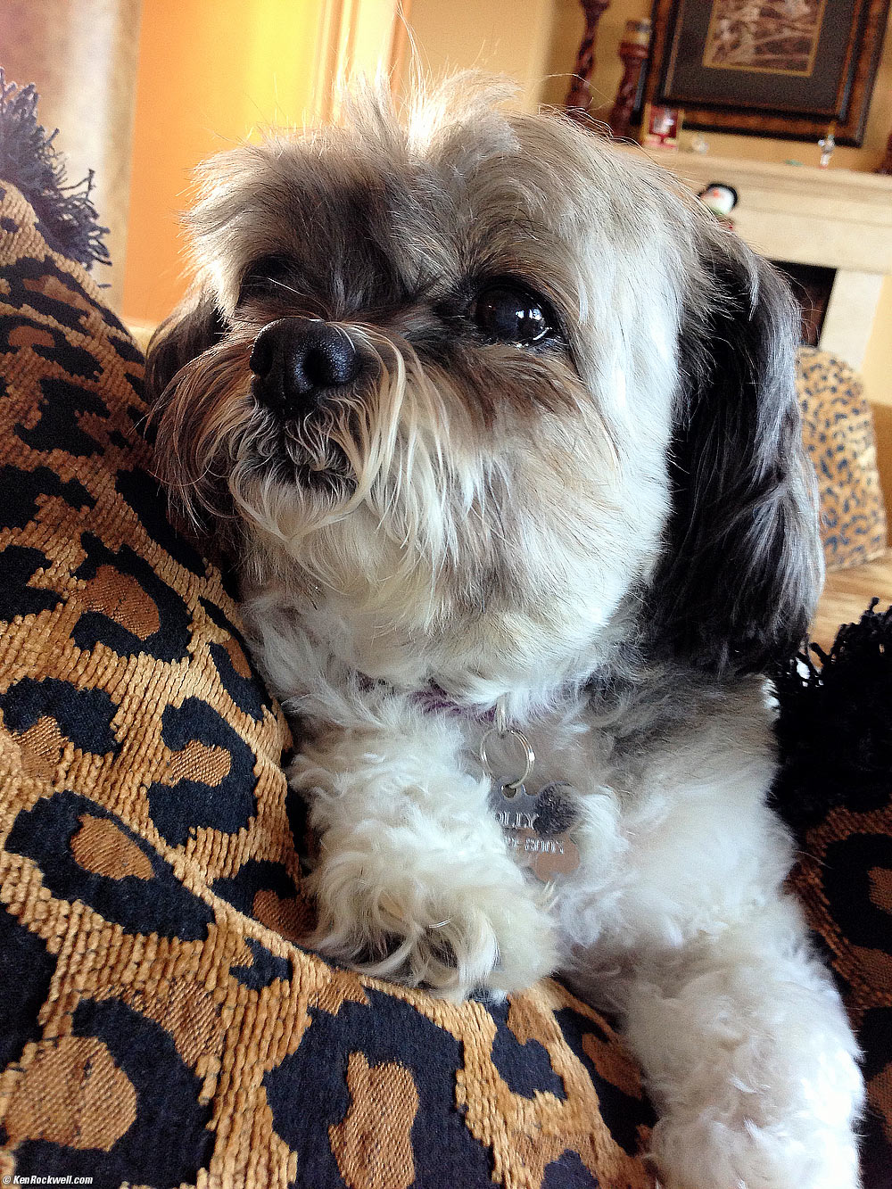 Molly, 11 December 2012