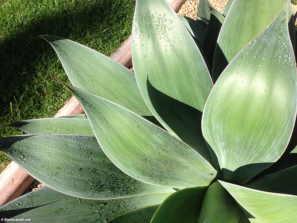 Century Plant, 15 December 2012