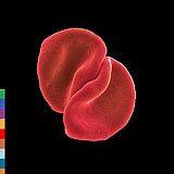 Peter Gabriel: Scratch My Back