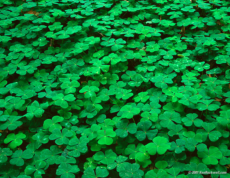 Clover 750 x 582 349kb