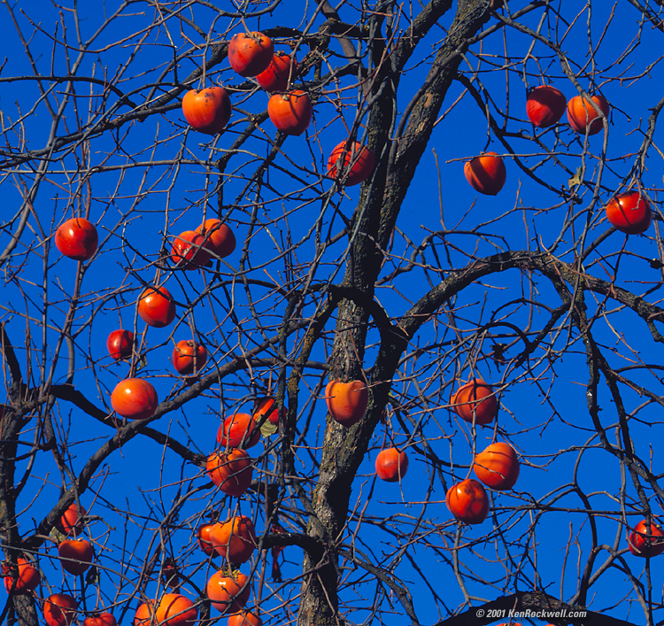 Persimons 750 x 707 601 kb