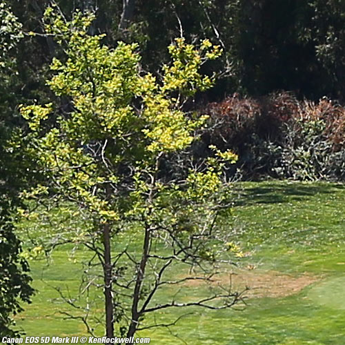 Canon 5D Mark III Review