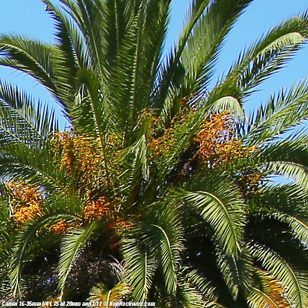 Canon 16-35mm f/4 L IS Sharpness