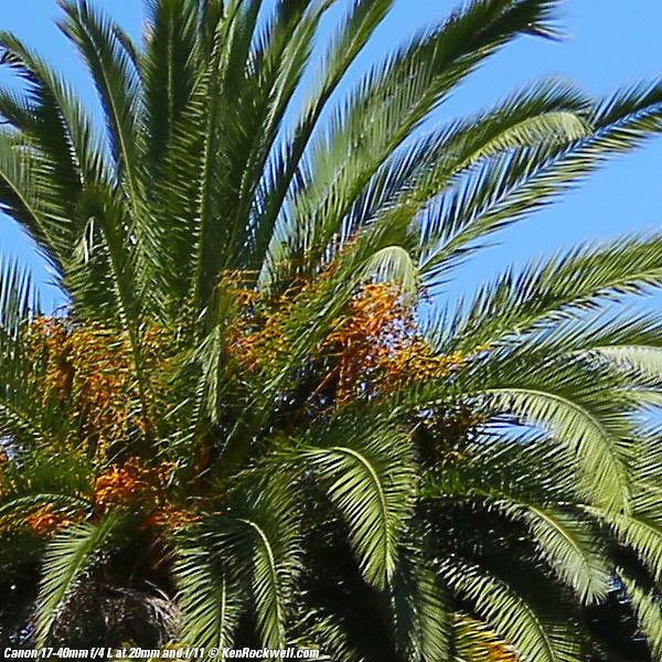 Canon 17-40mm f/4 L Sharpness