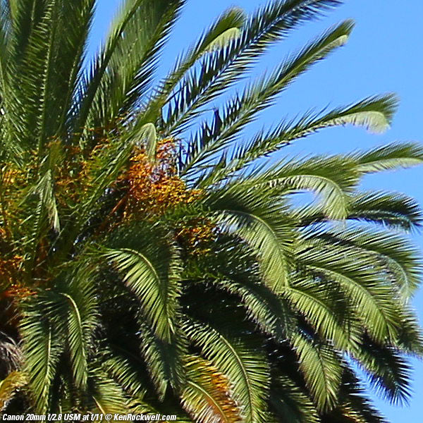 Canon 20mm f/2.8 USM Sharpness