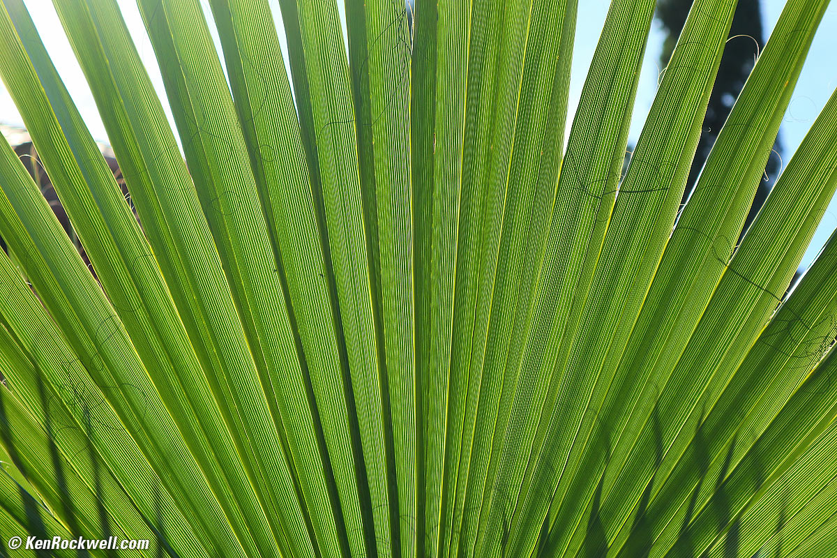 Fan Palm