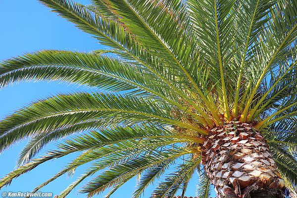 Palm 27 Dec 2012
