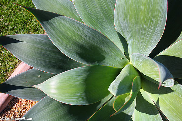 Century Plant 27 Dec 2012