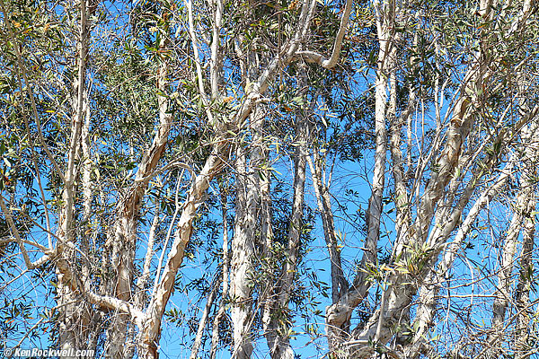 Benihana 14 Jan 2013