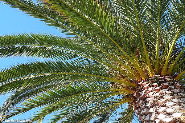 Palm 14 Jan 2013