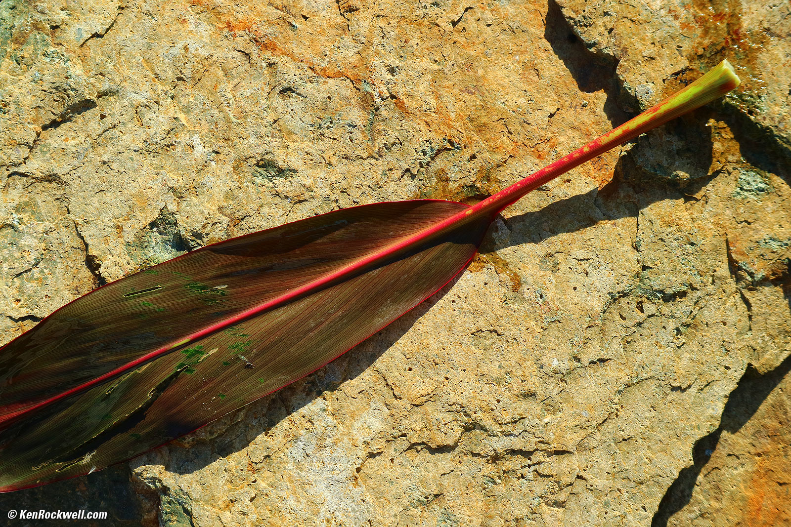 Canon 55-200mm sample image