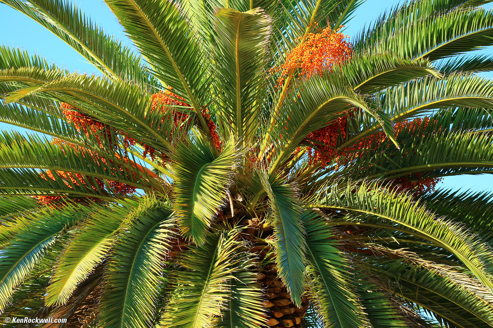 Canon 55-200mm sample image