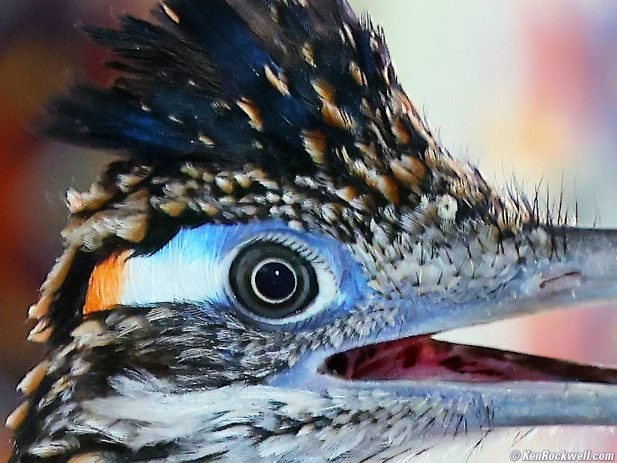 Canon EOS R5 Sample Image File