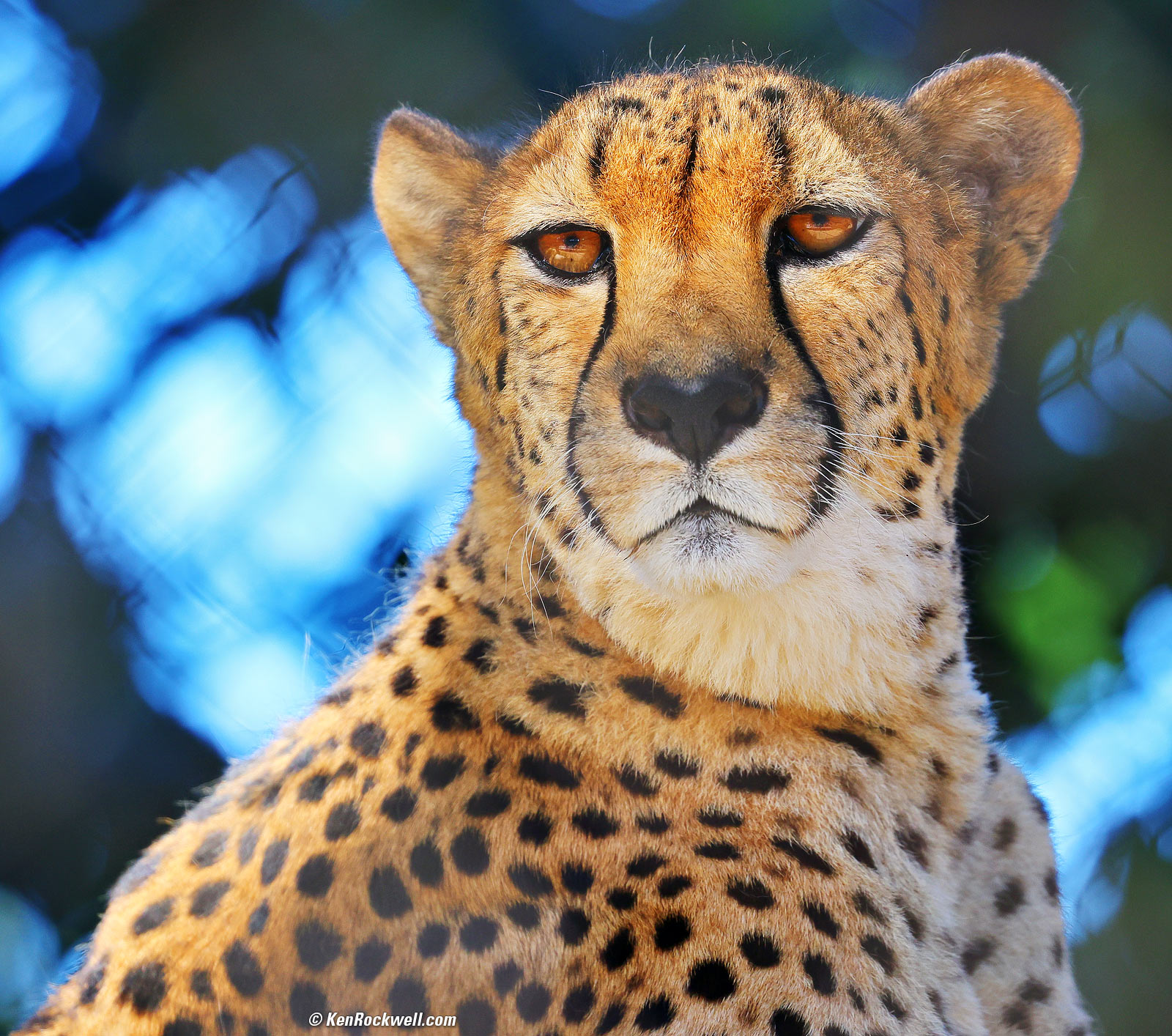 Cheetah