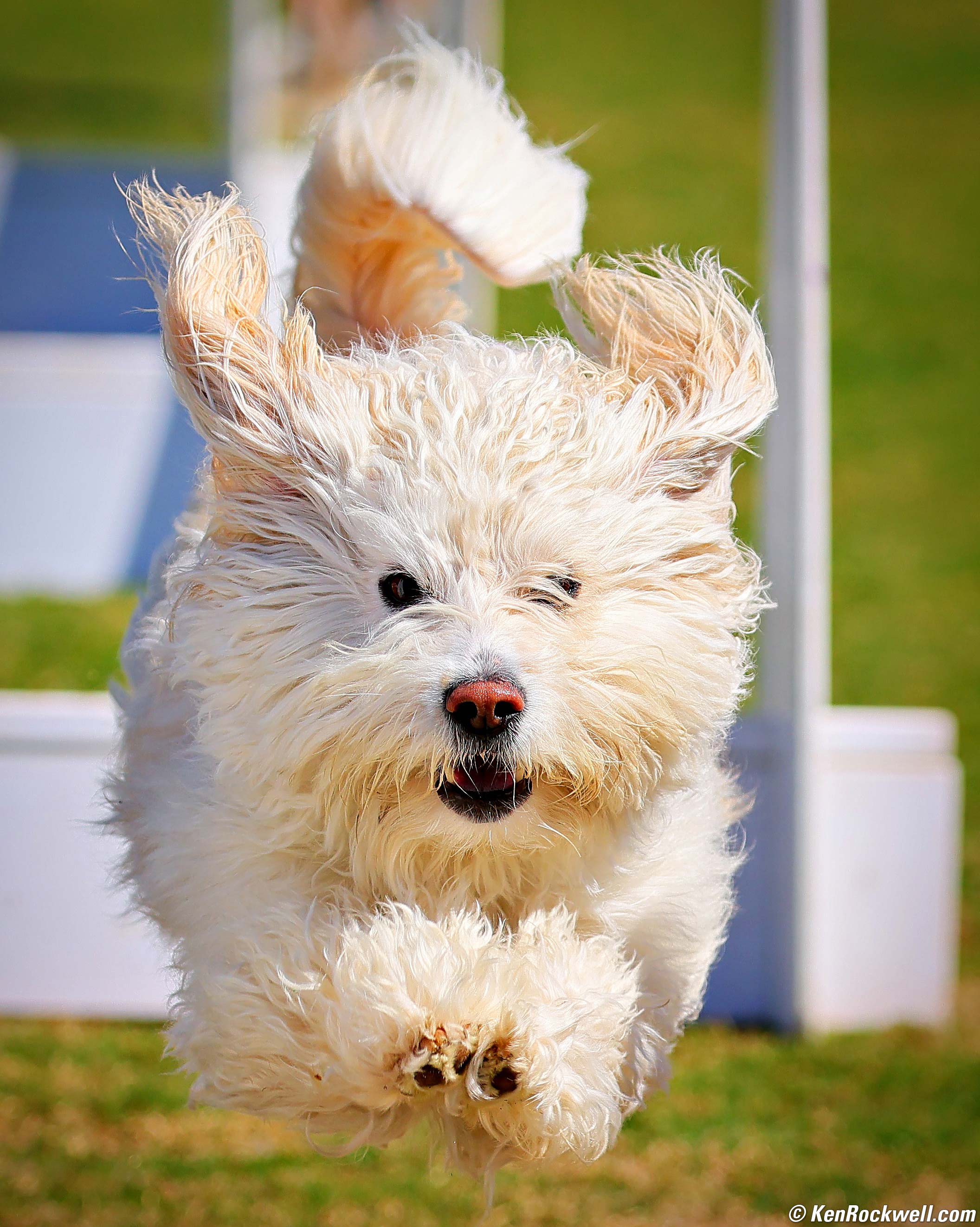 Lil, the Flying Dog. Hi Doe!