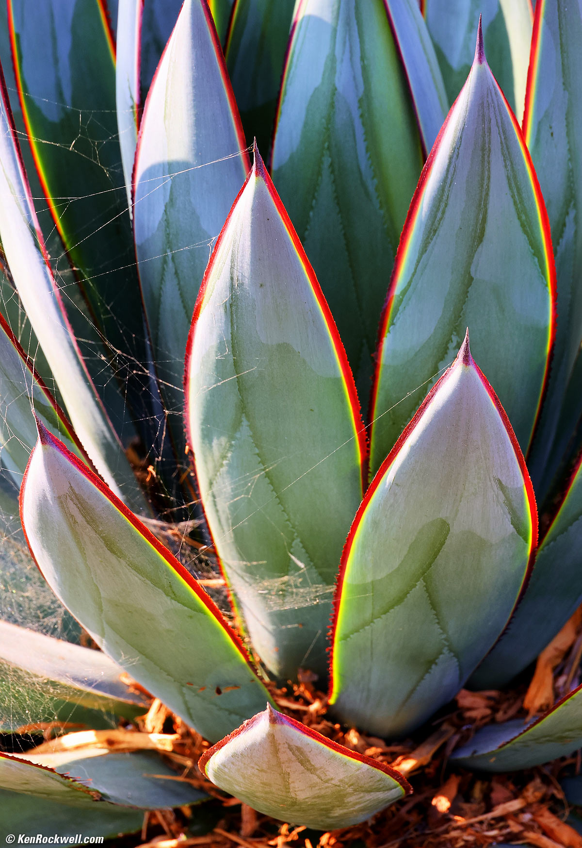 Canon EOS R6 Sample Image File