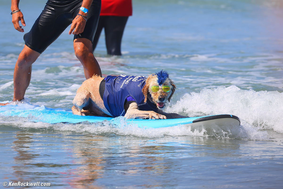 Surfing Dog with Blue Mohawk