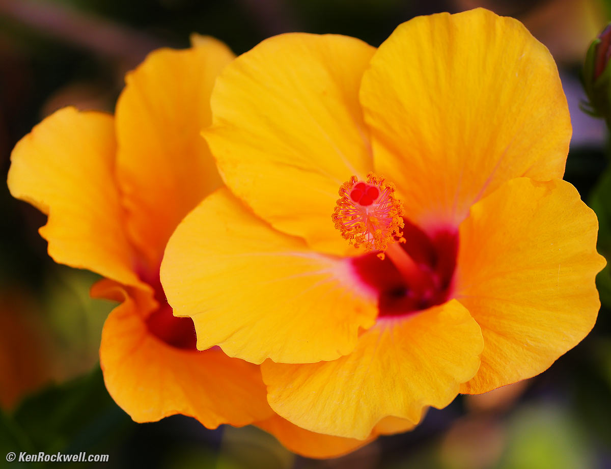 Canon RF 100-500mm Sample Image File