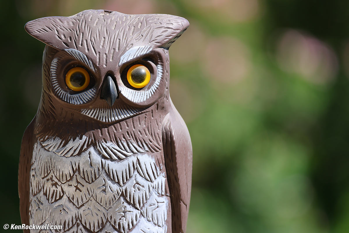 Canon RF 100-500mm Sample Image File