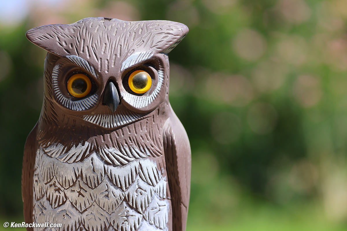 Canon RF 100-500mm Sample Image File