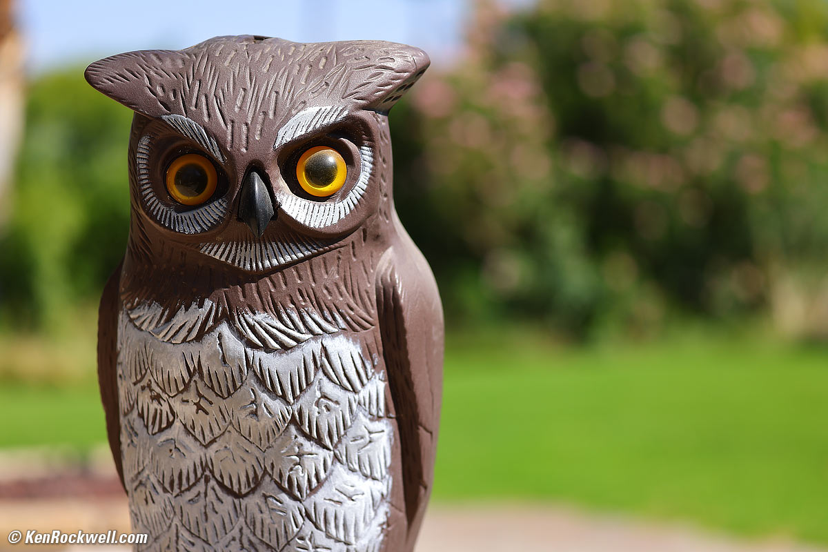 Canon RF 100-500mm Sample Image File