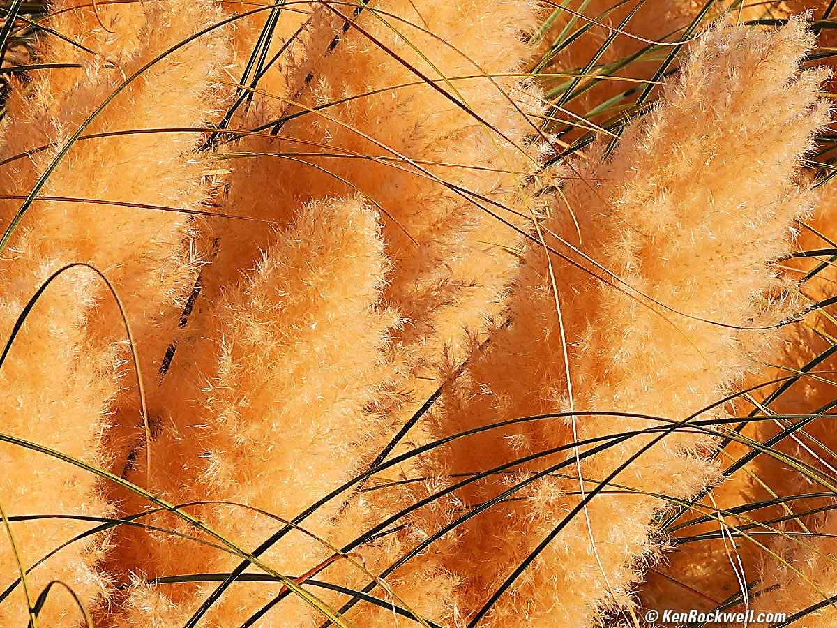 Canon RF 100-500mm Sample Image File