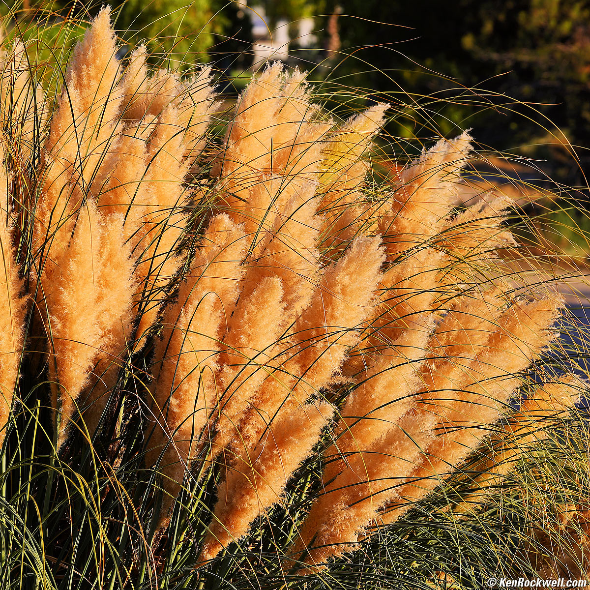 Canon RF 100-500mm Sample Image File