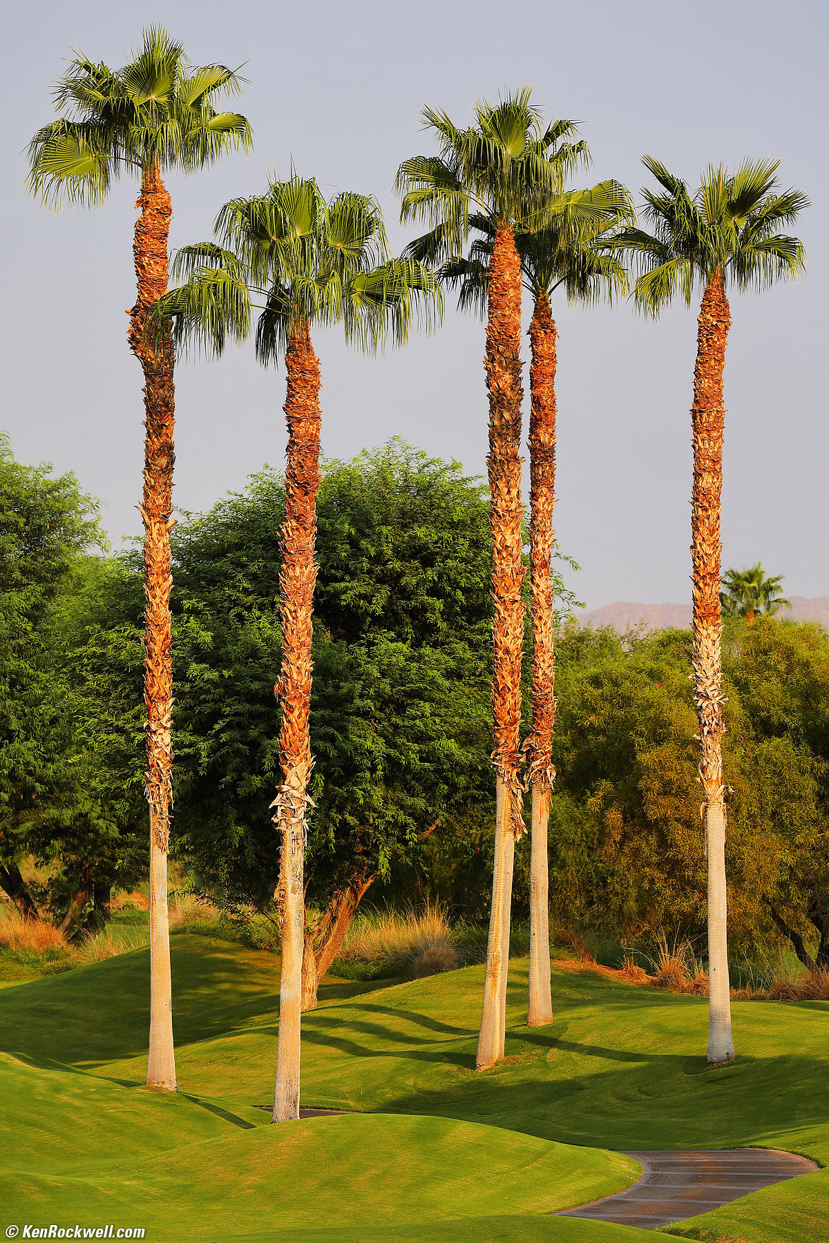 Canon RF 100-500mm Sample Image File