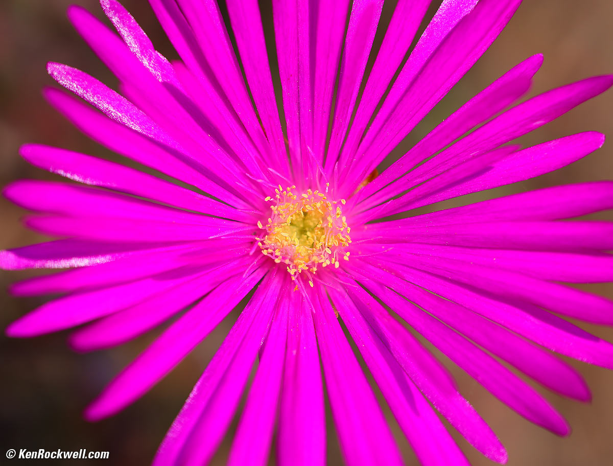 Canon RF 100mm f/2.8L Macro sample image