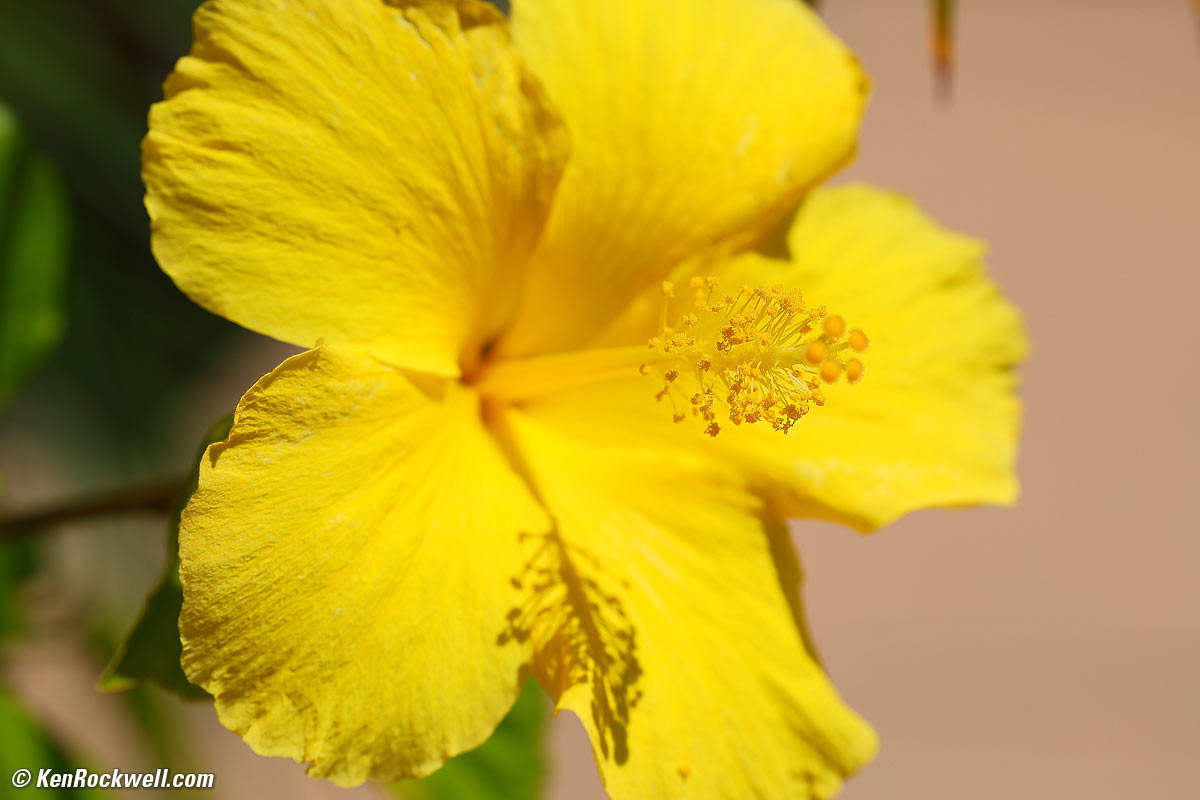 Canon RF 135mm f/1.8L IS USM Macro Performance Sample Image File