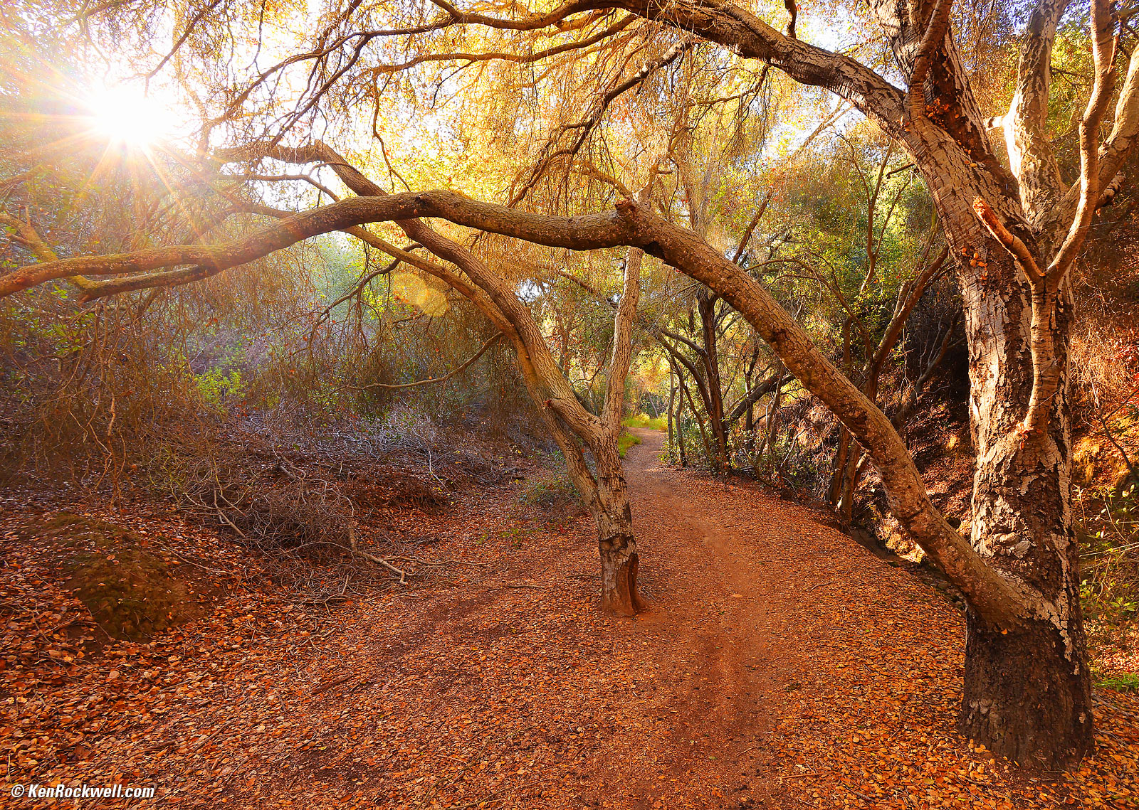 Canon RF 16mm f/2.8 STM Sample Image File