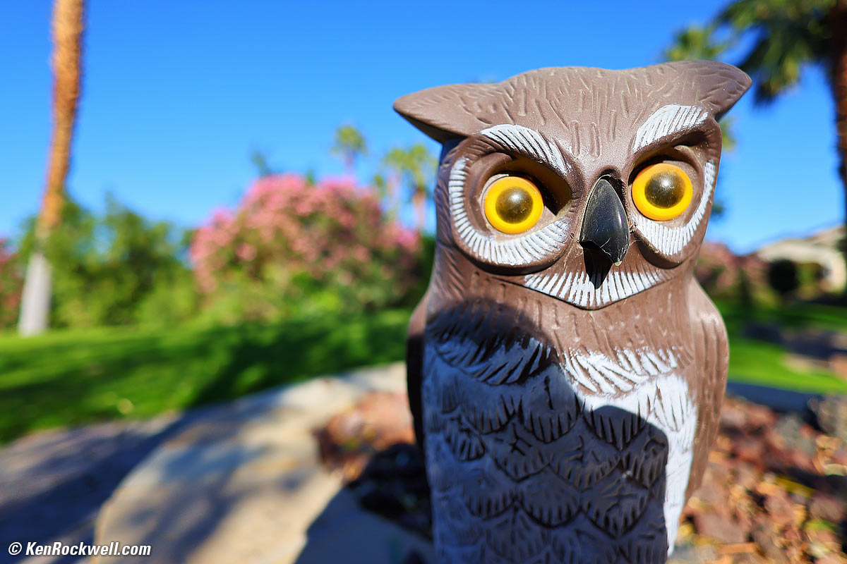 Canon RF 16mm f/2.8 STM Bokeh sample image