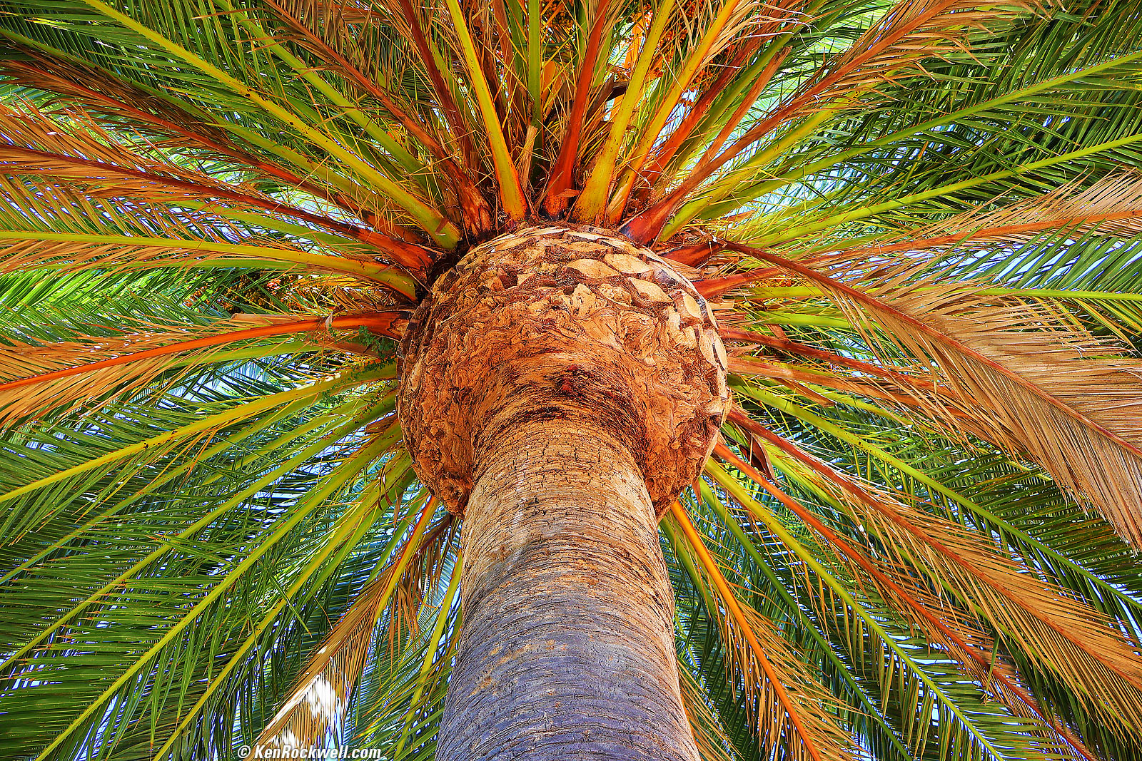 Canon EOS R7 Sample Image File