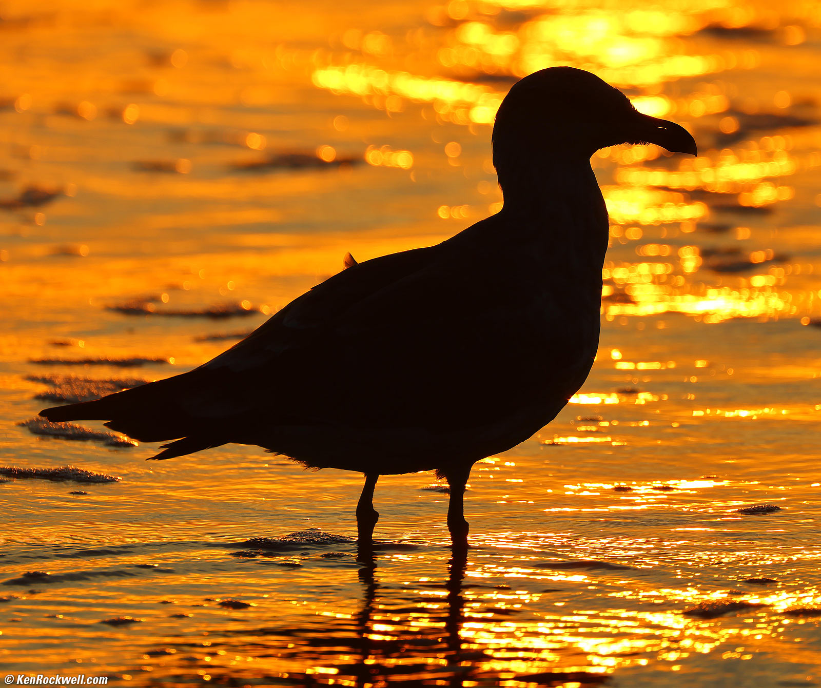 Gull at Sunset, Canon RF 200-800mm IS USM Sample Image