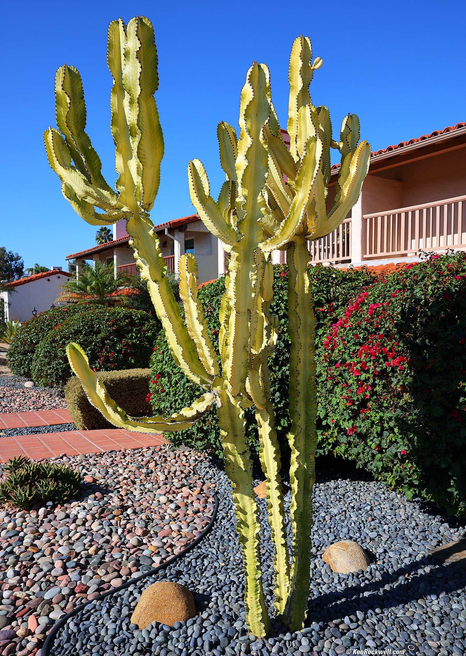 Canon RF 24mm f/1.8 Sample Image