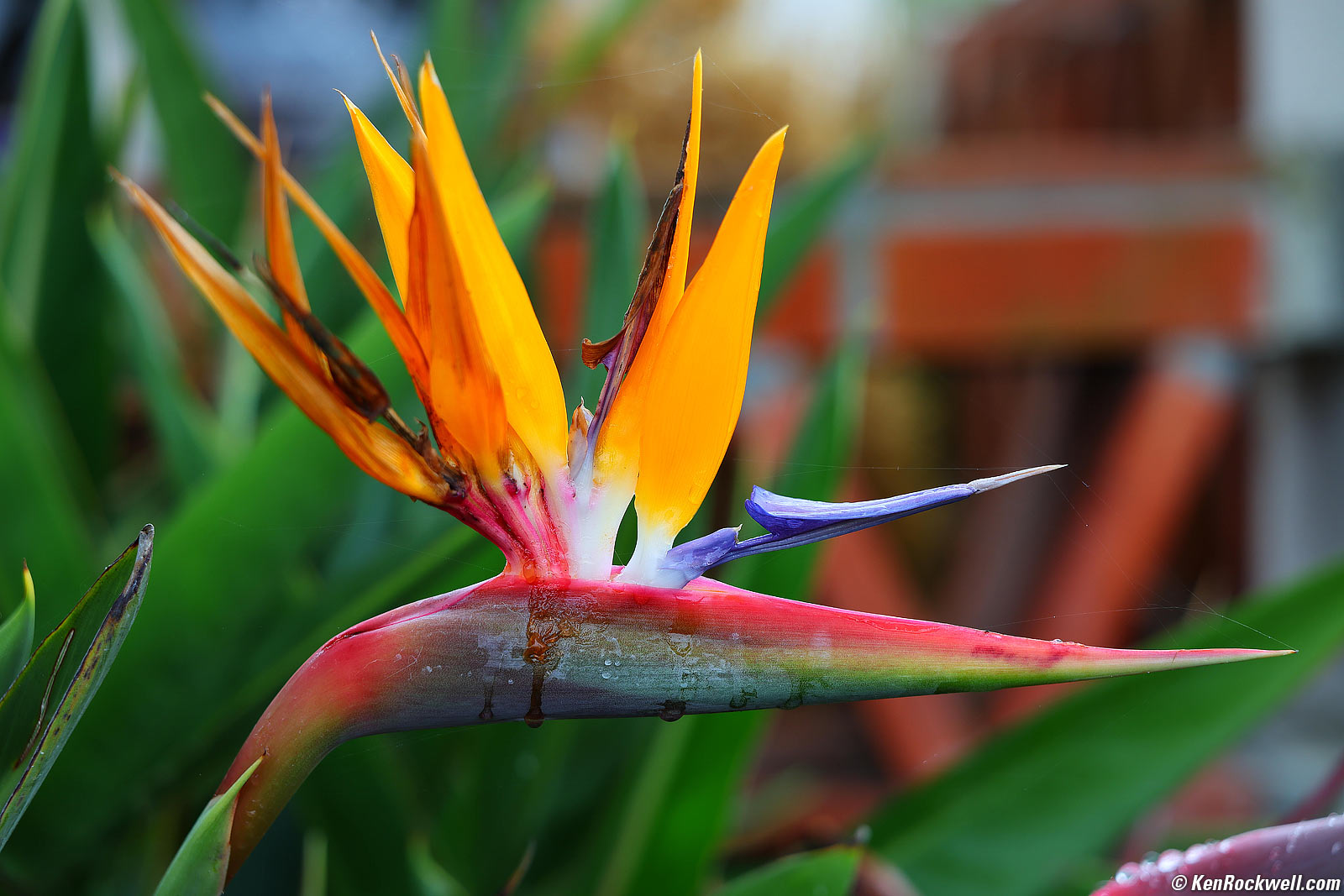 Canon RF 28-70mm f/2.8 IS STM sample image file