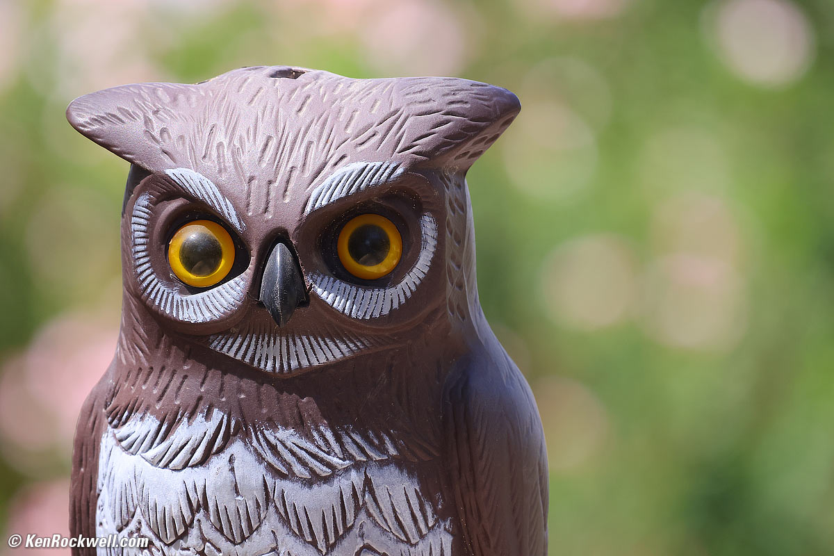 Canon RF 600mm Bokeh sample image file