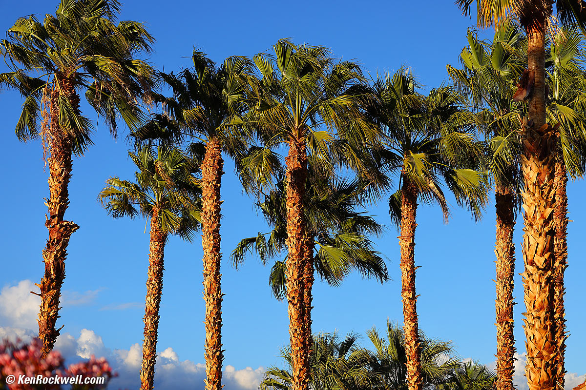 Canon R5 and RF 70-200mm f/4 L IS Sample Image File