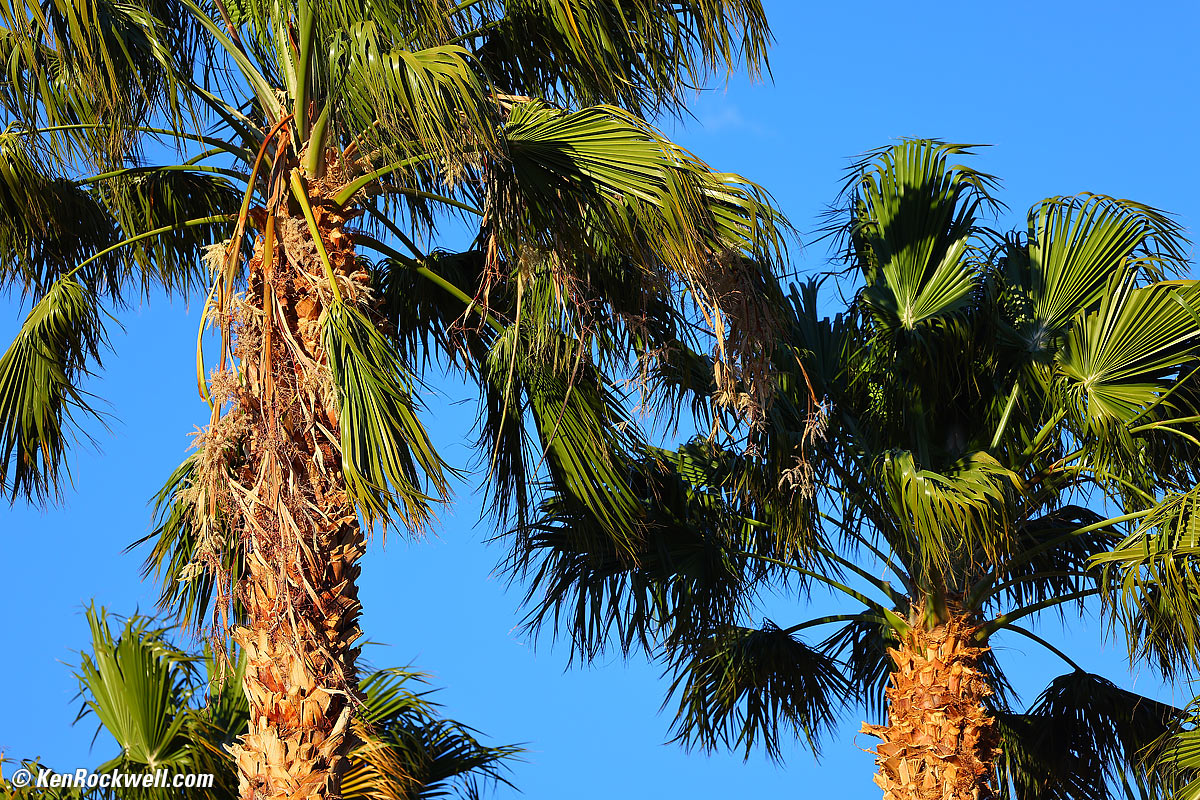 Canon R5 and RF 70-200mm f/4 L IS Sample Image File