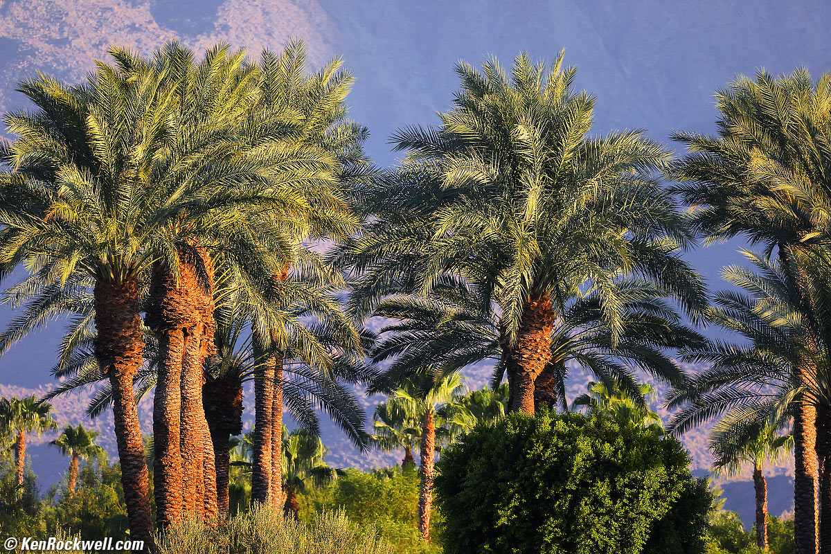 Canon RF 800mm f/11 Sample Image File