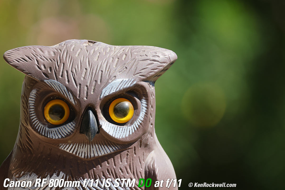 Canon RF 800mm Bokeh sample image file