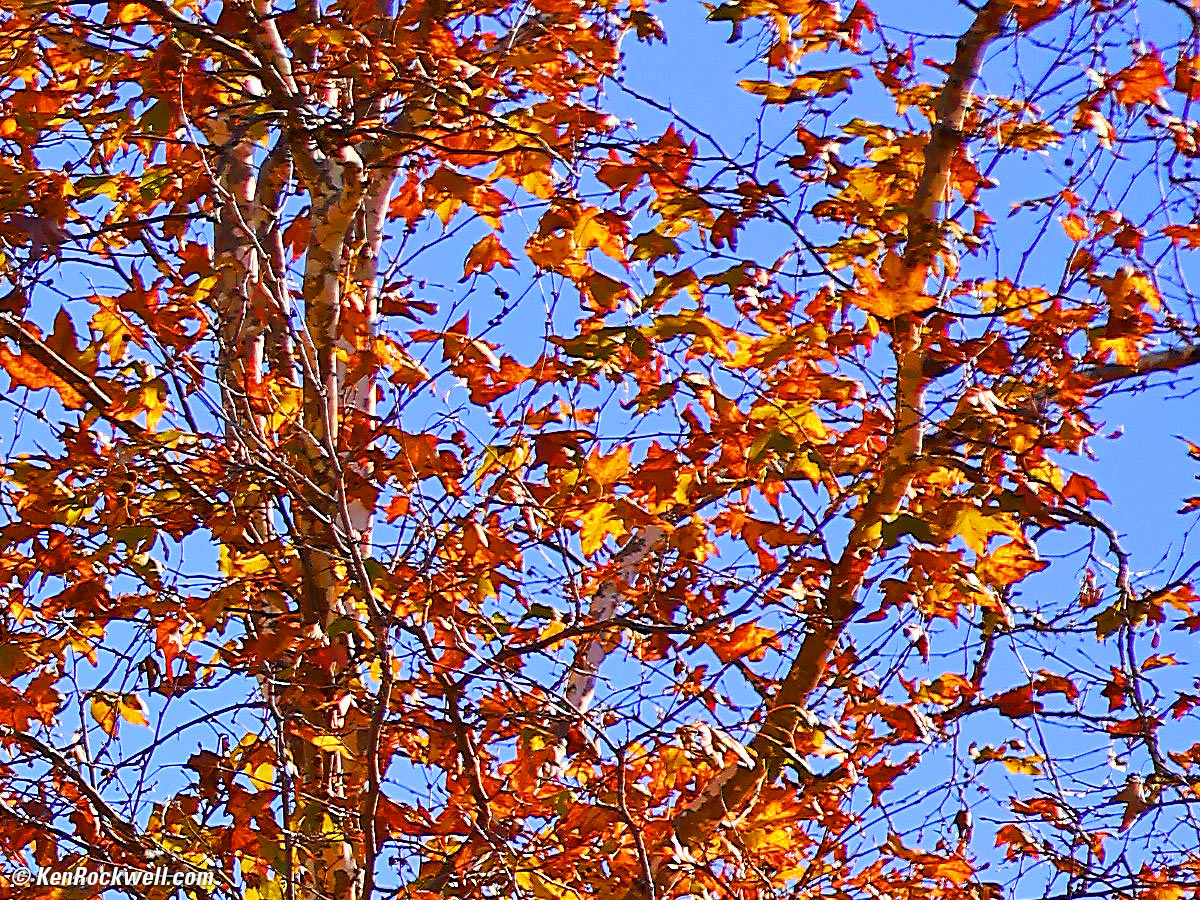 Canon 85mm f/2 sharpness