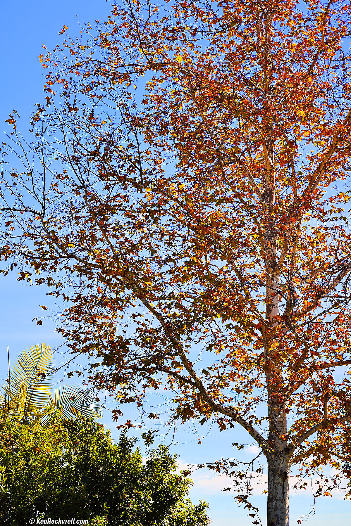 Canon 85mm f/2 sharpness